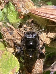 Xylocopa sonorina
