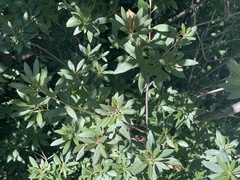 Rhododendron micranthum