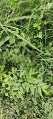 Ipomoea quamoclit