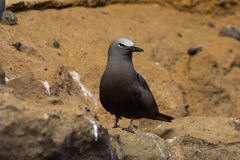 Anous stolidus galapagensis