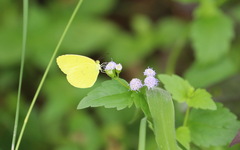 Eurema hecabe