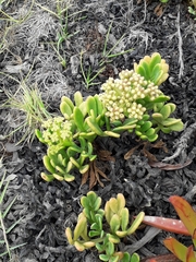 Crithmum maritimum
