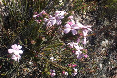 Acmadenia tetragona