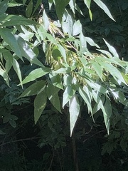 Melioides