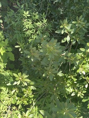 Rhododendron micranthum