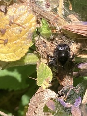 Xylocopa sonorina