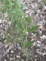 Metastelma barbigerum