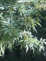 Melioides