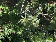 Rhododendron micranthum
