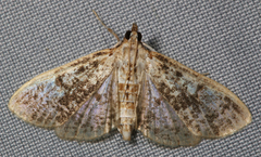 Palpita arsaltealis