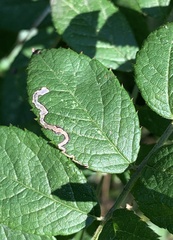 Stigmella rosaefoliella