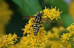 Polistes dominula