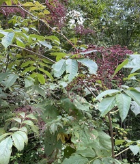 Sambucus canadensis