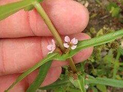 Ammannia robusta