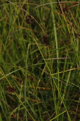 Juncus conglomeratus