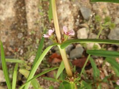 Ammannia robusta