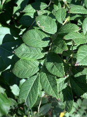Stigmella rosaefoliella