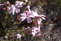 Acmadenia tetragona