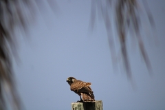 Falco tinnunculus canariensis