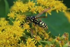 Polistes dominula