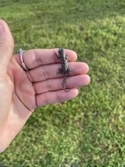 Sceloporus undulatus