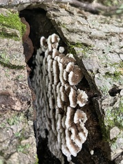 Trametes versicolor