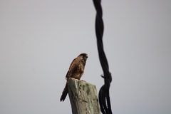 Falco tinnunculus canariensis