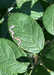 Stigmella rosaefoliella