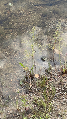 Alisma plantago-aquatica