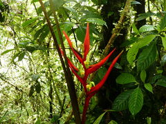 Heliconia
