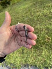 Sceloporus undulatus