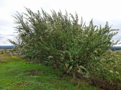 Chamaecytisus prolifer