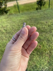 Sceloporus undulatus