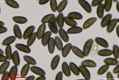 Xylaria longipes