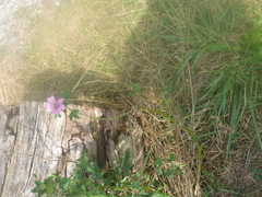 Malva sylvestris sylvestris