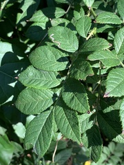 Stigmella rosaefoliella