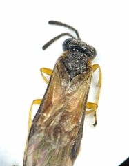 Athalia circularis