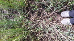 Sporobolus alterniflorus