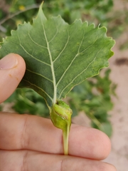 Pemphigus spyrothecae