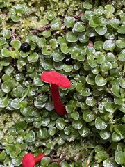 Hygrocybe cantharellus