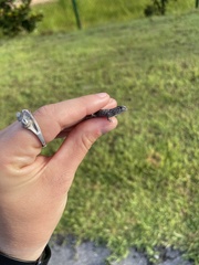 Sceloporus undulatus