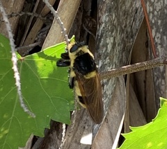 Mallophora bomboides