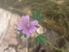 Malva sylvestris sylvestris