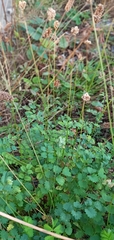 Sanguisorba minor