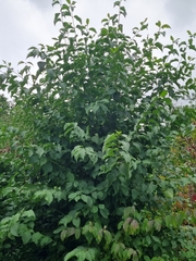 Ulmus glabra