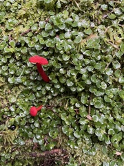 Hygrocybe cantharellus