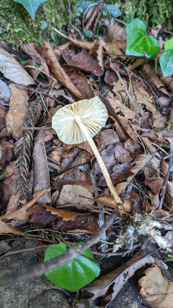 Marasmius maximus · August 2022 · photo: © atsushi_nakajima_cirque (iNaturalist, cc-by)