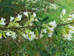 Chamaecytisus prolifer