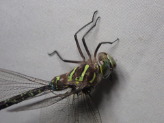 Aeshna umbrosa