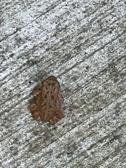 Anaxyrus fowleri